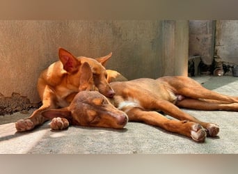 Zucker mag Kopfarbeit und Aktivität