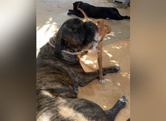 Lizzy CH40 ist sensibel und fein