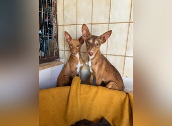 Zucker mag Kopfarbeit und Aktivität