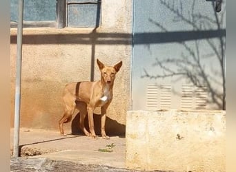 Zucker mag Kopfarbeit und Aktivität