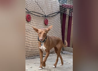 Lizzy CH40 ist sensibel und fein