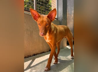 Zucker mag Kopfarbeit und Aktivität