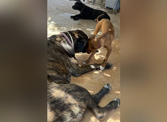 Lizzy CH40 ist sensibel und fein