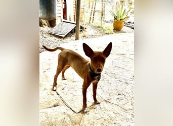 Lizzy CH40 ist sensibel und fein