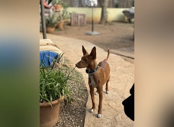 Lizzy CH40 ist sensibel und fein