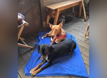 Zucker mag Kopfarbeit und Aktivität