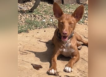 Lizzy CH40 ist sensibel und fein