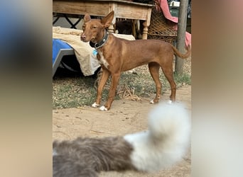 Lizzy CH40 ist sensibel und fein