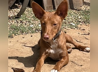 Lizzy CH40 ist sensibel und fein