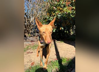 Zucker mag Kopfarbeit und Aktivität