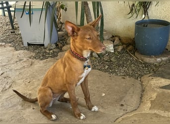 Lizzy CH40 ist sensibel und fein