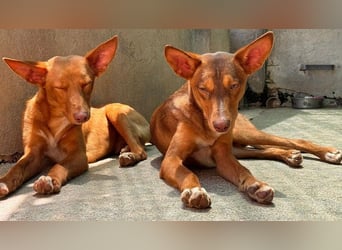 Zucker mag Kopfarbeit und Aktivität