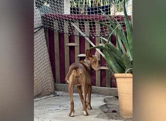 Lizzy CH40 ist sensibel und fein