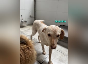 Goldolkin geb. 01/2022 (ESP) - sanfter Podencomischling sucht seine Menschnen!