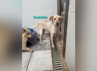 Goldolkin geb. 01/2022 (ESP) - sanfter Podencomischling sucht seine Menschnen!