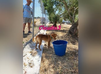Claudia3 geb. 05/2025 (ESP) - lernwillige, freundliche Podenco-Mix-Dame