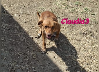 Claudia3 geb. 05/2025 (ESP) - lernwillige, freundliche Podenco-Mix-Dame