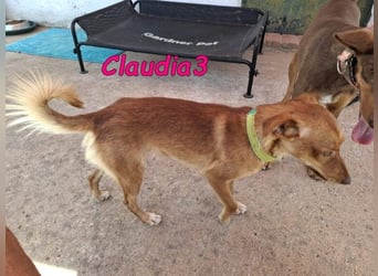 Claudia3 geb. 05/2025 (ESP) - lernwillige, freundliche Podenco-Mix-Dame