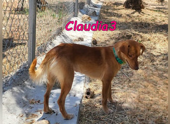 Claudia3 geb. 05/2025 (ESP) - lernwillige, freundliche Podenco-Mix-Dame