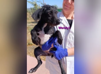 Wendy3 geb. 08/2025 (ESP) - verspielte und lebhafte Podenco-Rauhhaarterrier Dame!
