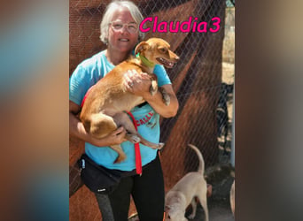 Claudia3 geb. 05/2025 (ESP) - lernwillige, freundliche Podenco-Mix-Dame