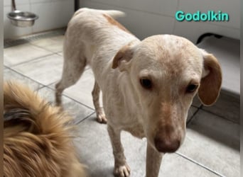 Goldolkin geb. 01/2022 (ESP) - sanfter Podencomischling sucht seine Menschnen!