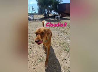 Claudia3 geb. 05/2025 (ESP) - lernwillige, freundliche Podenco-Mix-Dame