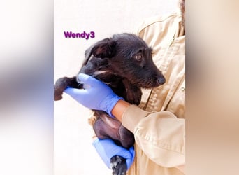 Wendy3 geb. 08/2025 (ESP) - verspielte und lebhafte Podenco-Rauhhaarterrier Dame!