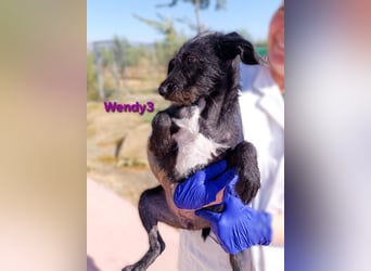 Wendy3 geb. 08/2025 (ESP) - verspieltes Podenco-Rauhhaarterrier Mädchen!