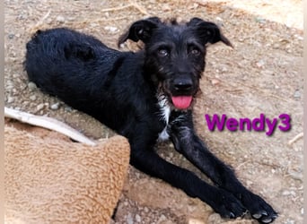 Wendy3 geb. 08/2025 (ESP) - verspieltes Podenco-Rauhhaarterrier Mädchen!