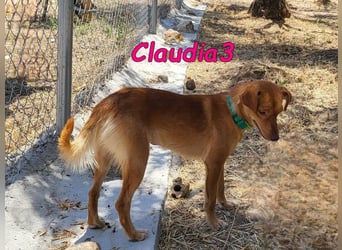 Claudia3 geb. 05/2025 (ESP) - lernwillige, freundliche Podenco-Mix-Dame