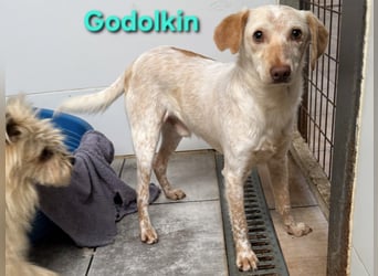 Goldolkin geb. 01/2022 (ESP) - sanfter Podencomischling sucht seine Menschnen!