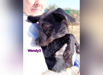 Wendy3 geb. 08/2025 (ESP) - verspielte und lebhafte Podenco-Rauhhaarterrier Dame!