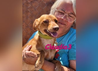 Claudia3 geb. 05/2025 (ESP) - lernwillige, freundliche Podenco-Mix-Dame