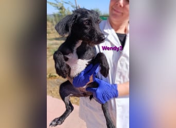 Wendy3 geb. 08/2025 (ESP) - verspieltes Podenco-Rauhhaarterrier Mädchen!