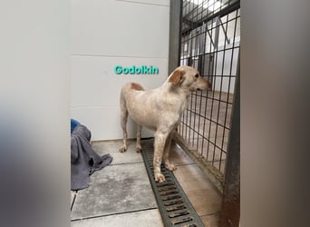 Goldolkin geb. 01/2022 (ESP) - sanfter Podencomischling sucht seine Menschnen!