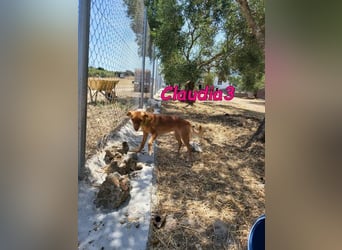 Claudia3 geb. 05/2025 (ESP) - lernwillige, freundliche Podenco-Mix-Dame