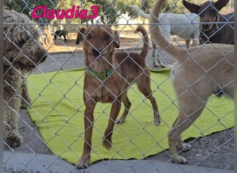 Claudia3 geb. 05/2025 (ESP) - lernwillige, freundliche Podenco-Mix-Dame