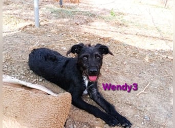 Wendy3 geb. 08/2025 (ESP) - verspielte und lebhafte Podenco-Rauhhaarterrier Dame!