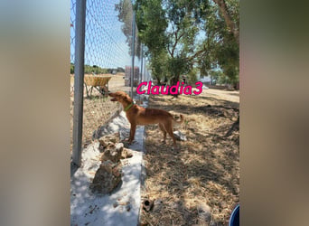 Claudia3 geb. 05/2025 (ESP) - lernwillige, freundliche Podenco-Mix-Dame