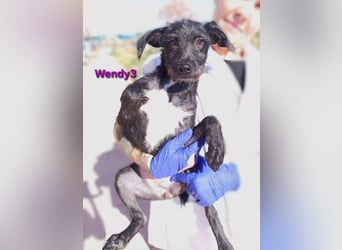 Wendy3 geb. 08/2025 (ESP) - verspieltes Podenco-Rauhhaarterrier Mädchen!