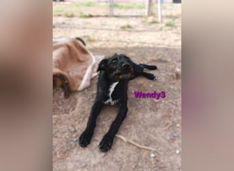 Wendy3 geb. 08/2025 (ESP) - verspieltes Podenco-Rauhhaarterrier Mädchen!