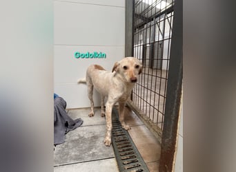 Goldolkin geb. 01/2022 (ESP) - sanfter Podencomischling sucht seine Menschnen!