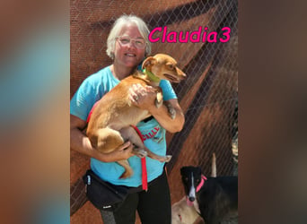 Claudia3 geb. 05/2025 (ESP) - lernwillige, freundliche Podenco-Mix-Dame