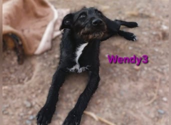 Wendy3 geb. 08/2025 (ESP) - verspielte und lebhafte Podenco-Rauhhaarterrier Dame!
