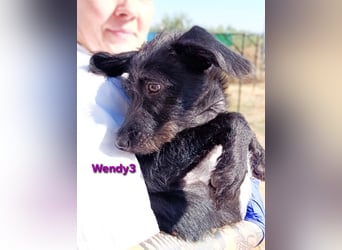 Wendy3 geb. 08/2025 (ESP) - verspieltes Podenco-Rauhhaarterrier Mädchen!