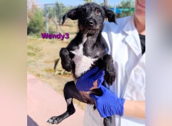 Wendy3 geb. 08/2025 (ESP) - verspieltes Podenco-Rauhhaarterrier Mädchen!