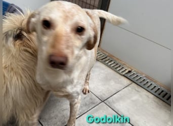 Goldolkin geb. 01/2022 (ESP) - sanfter Podencomischling sucht seine Menschnen!