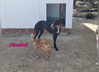 Claudia3 geb. 05/2025 (ESP) - lernwillige, freundliche Podenco-Mix-Dame