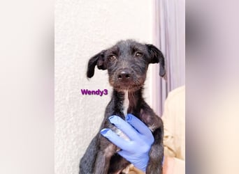 Wendy3 geb. 08/2025 (ESP) - verspieltes Podenco-Rauhhaarterrier Mädchen!